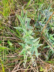 Lithospermum parviflorum