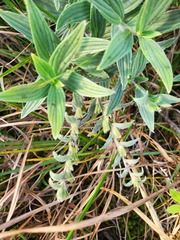 Lithospermum parviflorum