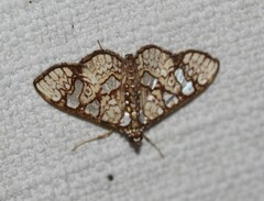 Glyphodes canthusalis