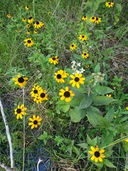 Rudbeckia tenax