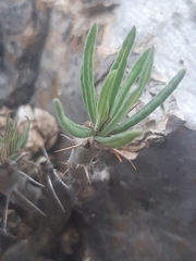 Pachypodium succulentum