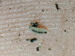 Haplophthalmus