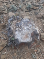 Pachypodium succulentum