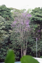 Jacaranda caucana