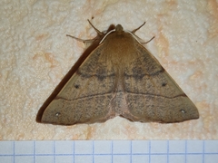 Colotois pennaria