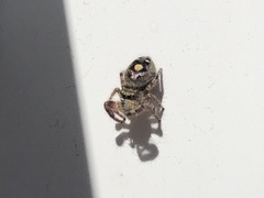 Phidippus audax