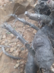 Pachypodium succulentum