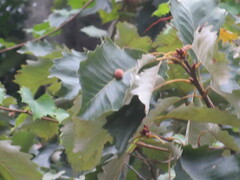 Druon quercusflocci