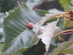 Druon quercusflocci