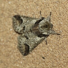 Antithemerastis acrobela