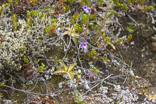 tučnica obyčajná (Pinguicula vulgaris)