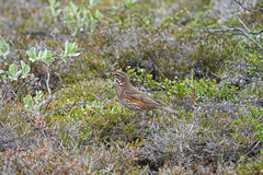 Turdus iliacus