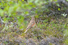 Turdus iliacus