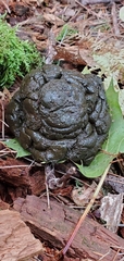 Laurasiatheria