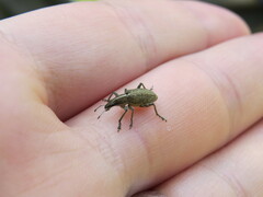 Charagmus gressorius