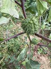 Datura