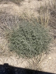 Salsola tragus
