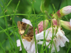 Euclidia glyphica