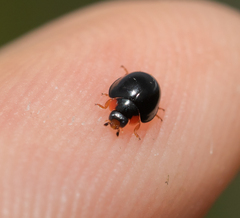 Parexochomus nigromaculatus