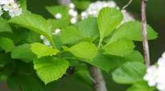 Crataegus succulenta