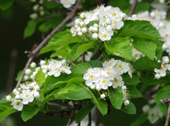 Crataegus succulenta