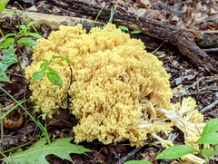 Ramaria rasilispora