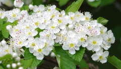 Crataegus succulenta