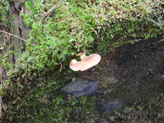 Crepidotus crocophyllus