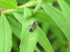 Himacerus mirmicoides