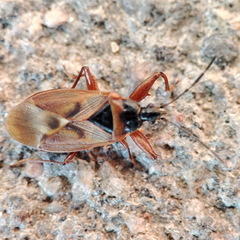 Gastrodes abietum