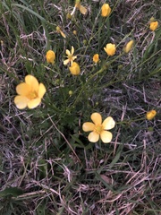 Ranunculus lappaceus