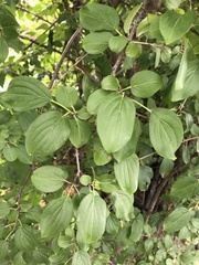 Rhamnus