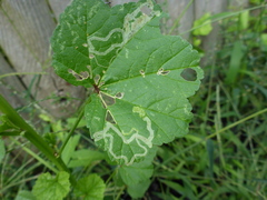Calycomyza malvae