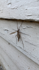 Tipula