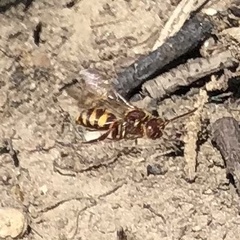 Nomada luteoloides