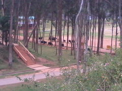 Bos gaurus