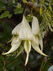 Clianthus puniceus