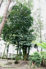 Bauhinia picta