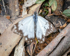 Belenois java teutonia