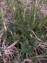 Ranunculus lappaceus