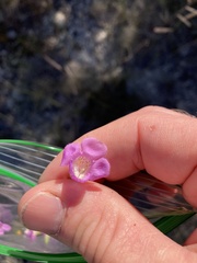 Agalinis edwardsiana