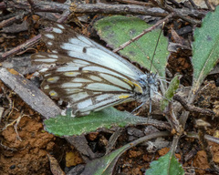 Belenois java teutonia