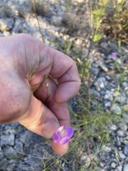 Agalinis edwardsiana
