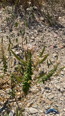 Polanisia dodecandra