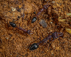 Myrmecia forficata