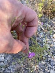 Agalinis edwardsiana