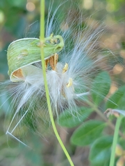 Metastelma barbigerum