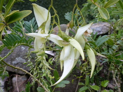 Clianthus puniceus