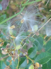 Metastelma barbigerum