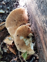 Polyporus